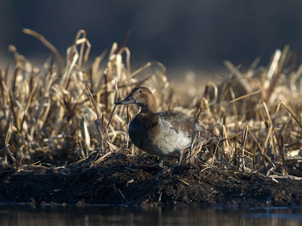 Punasotka, Common Pochard, Aythya ferina